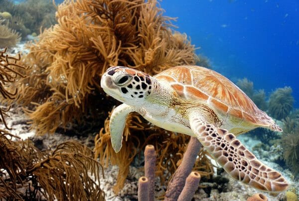 Maldives Travel & Tourism Website