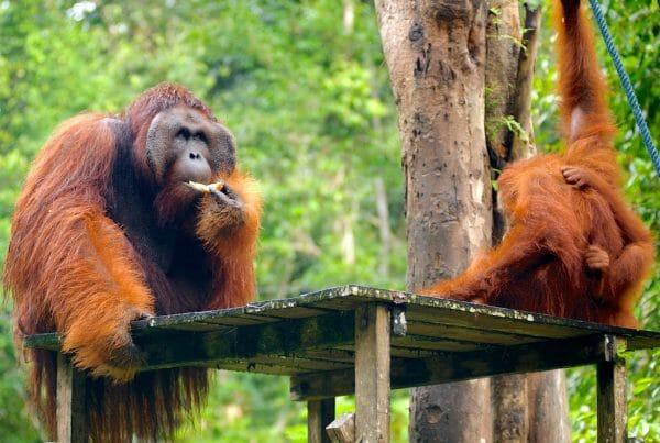 Semengoh-Wildlife