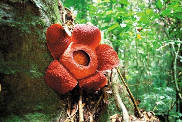 Gunung Gading National Park